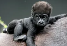 animals apes gorillas baby animals 2048x1365 wallpaper Art HD Wallpaper